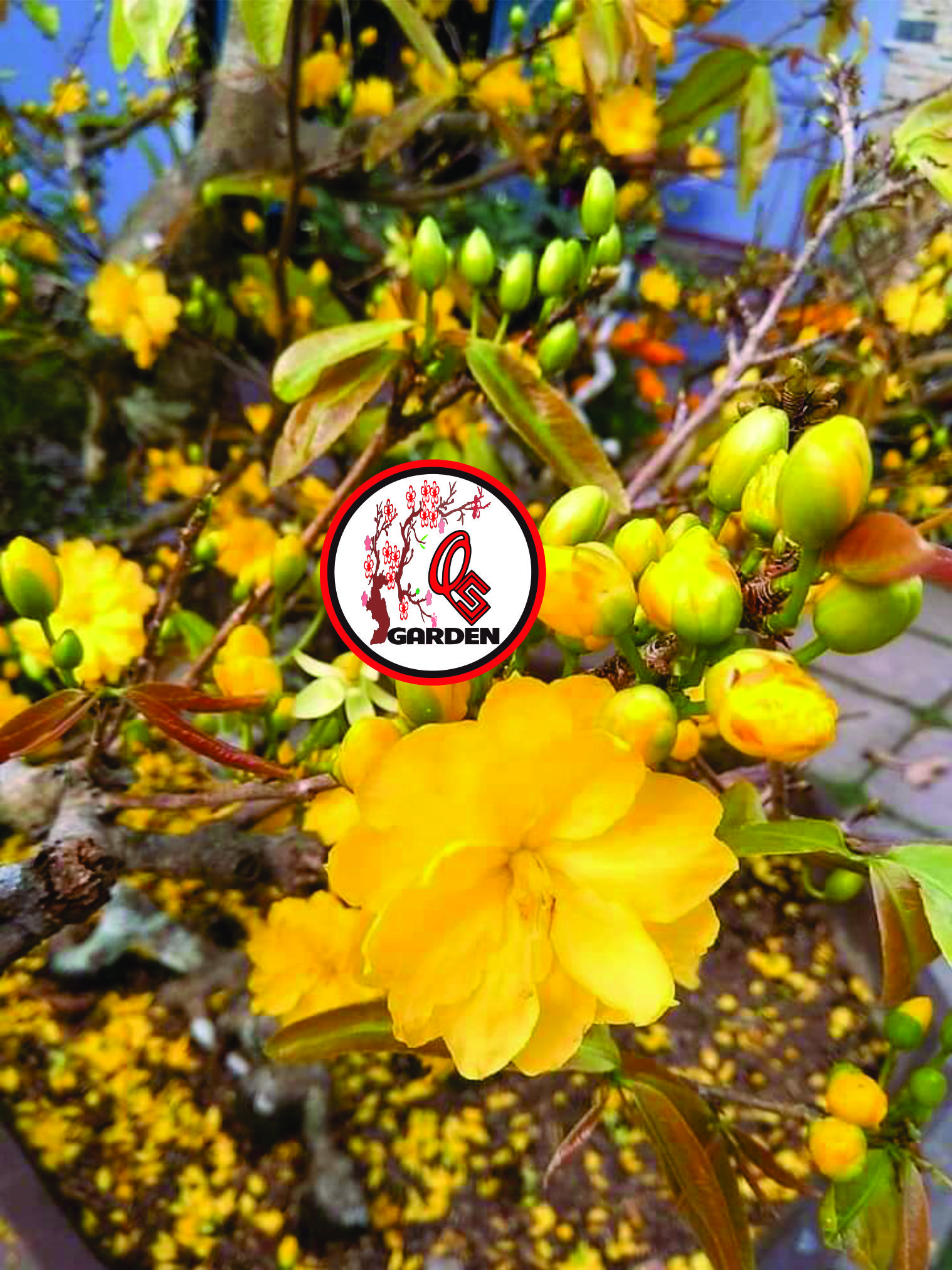 Cây Hoa mai Huỳnh Tỷ 24 cánh_cây ghép chuẩn 2 mùa