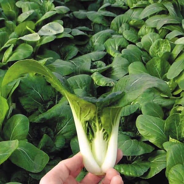 Hạt giống rau cải thìa trắng