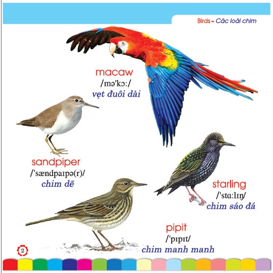 Học từ vựng tiếng Nhật theo chủ đề về các loài chim