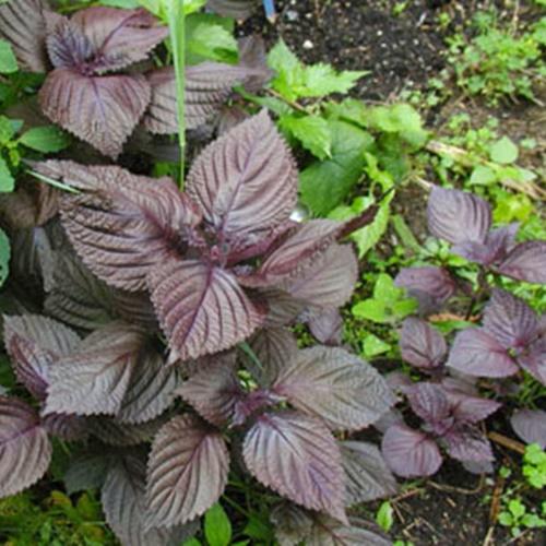 Hạt Giống Rau Tía Tô. Túi 2 gram - Năng Xuất Cao - Giá Khuyến Mại - Kèm Quà Tặng