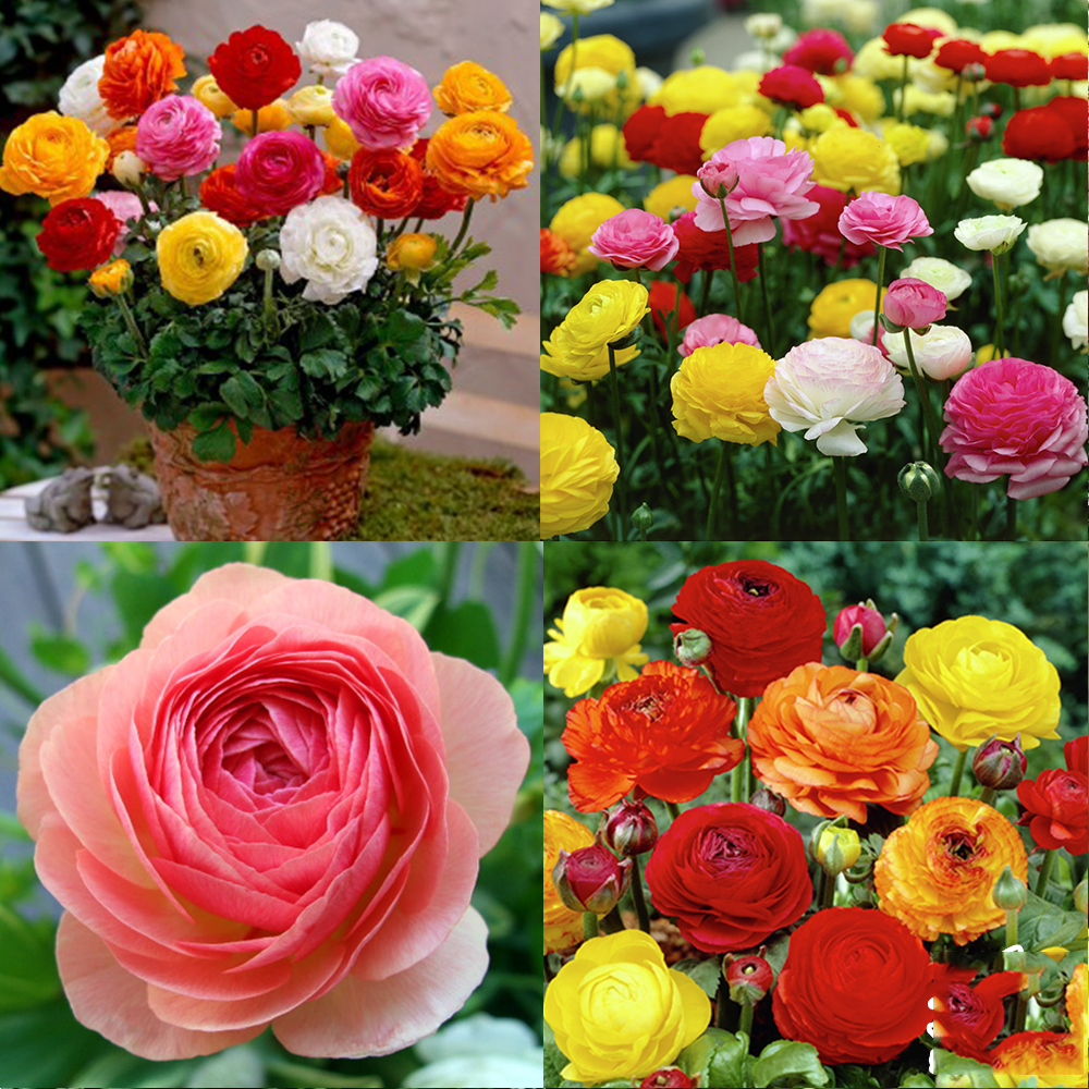 Hạt giống hoa hồng ri Ba Tư Mix PSV06 | Phởms Market