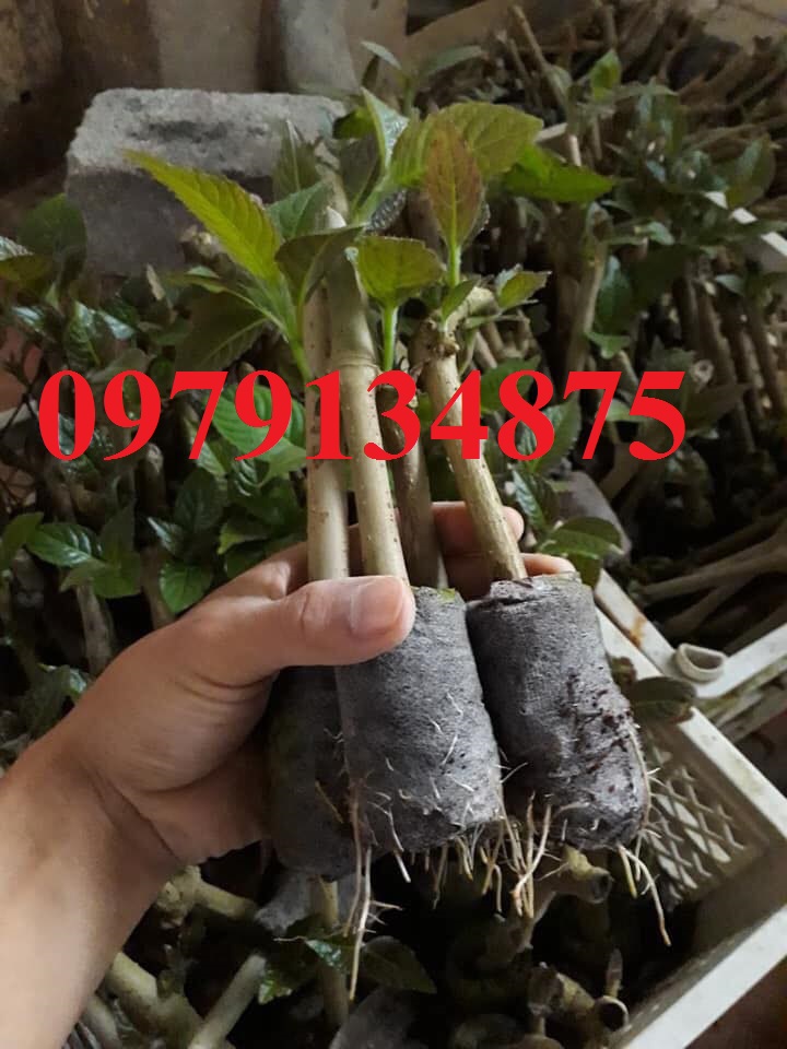 Combo 50 Cây Chè Khổng Lồ Cho Chăn Nuôi.