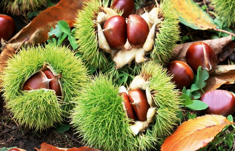 1kg hạt dẻ nếp tươi sapa