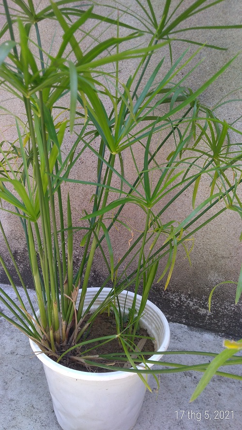 Cây thủy trúc - Cây thủy sinh