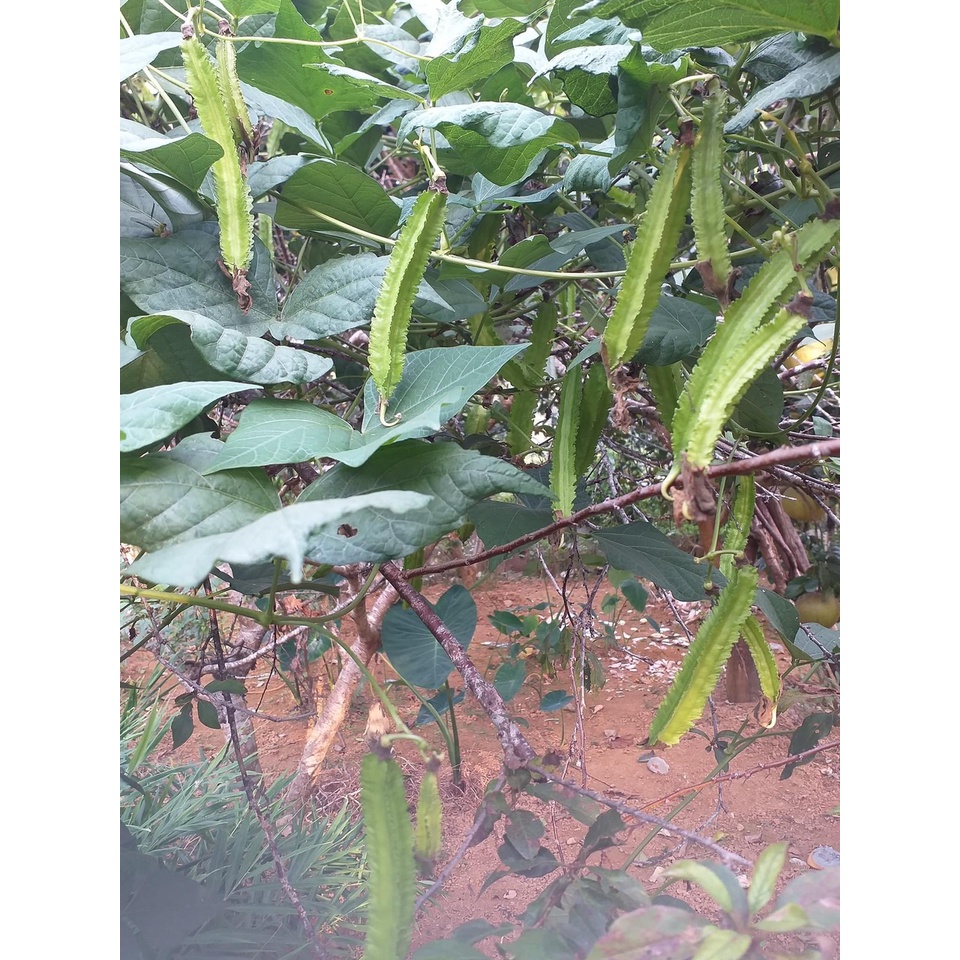 Hạt giống đậu rồng / đỗ khế cao sản )
