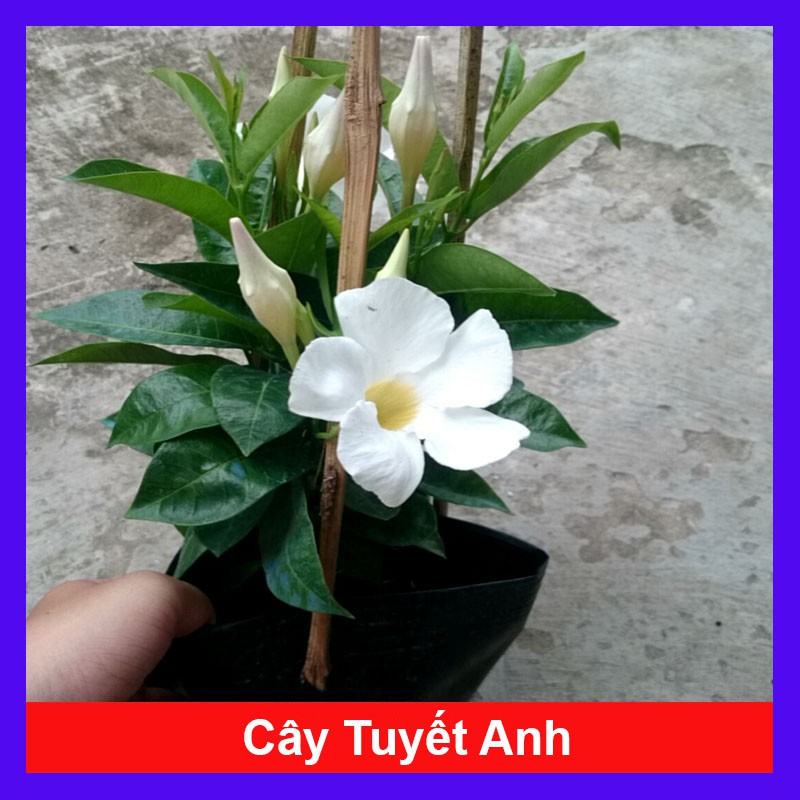 Huỳnh Anh Trắng - Cây Tuyết Anh - cây cảnh sân vườn - caykiengsadec