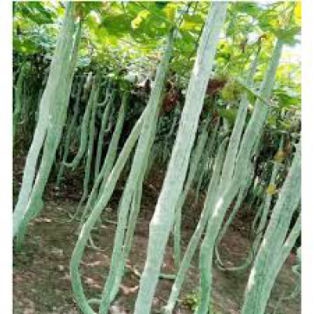 Hạt Giống Mướp Nhật - Mướp Rắn .Loại Dễ Trồng. Túi 5 Hạt