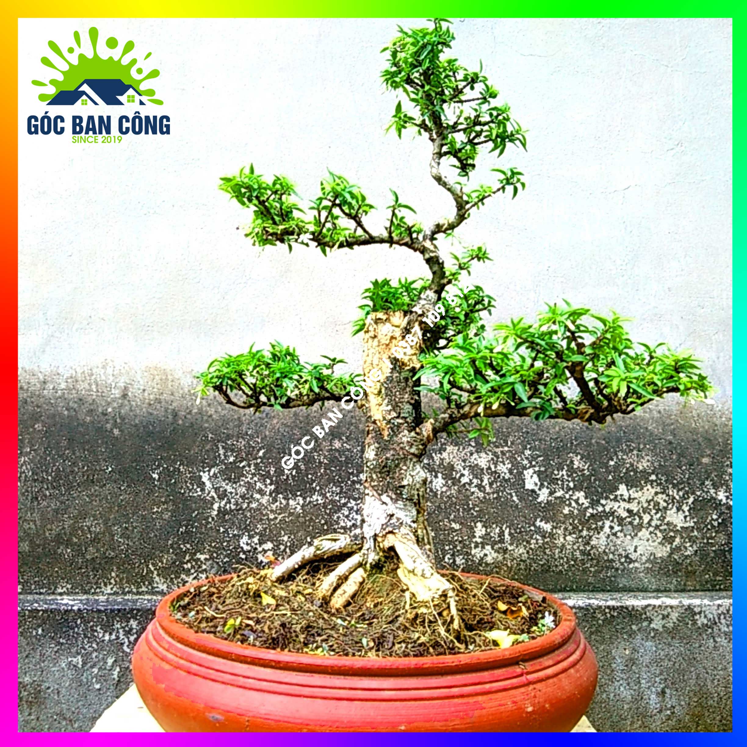 Mai chiếu thủy kim giòn bonsai mini - ctbs01