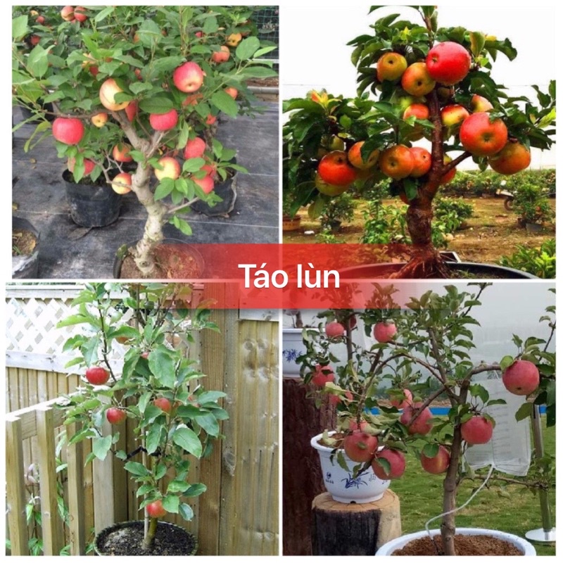 Hạt giống cây táo lùn đỏ dể trồng /Gói 10 hạt