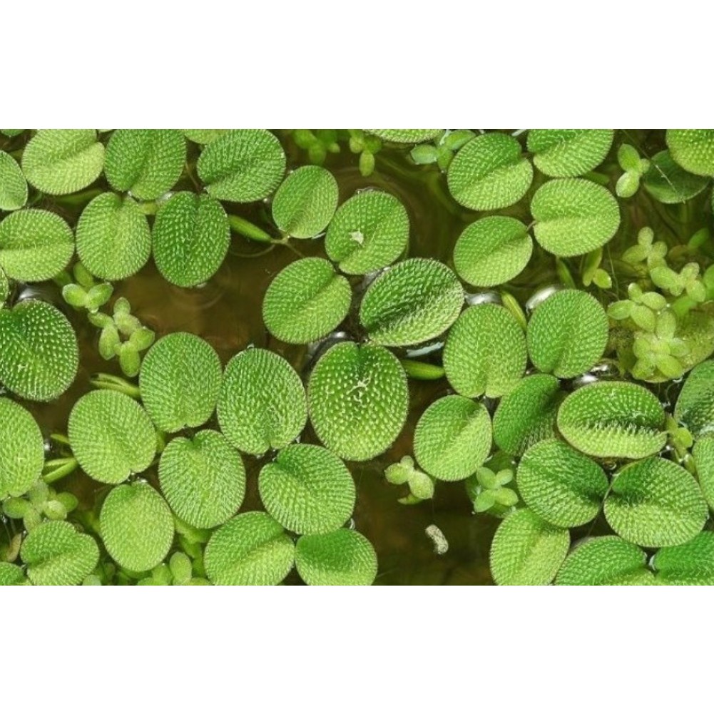 BÈO TAI CHUỘT THỦY SINH - 10 TAI BÈO TAI CHUỘT 10K