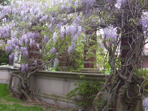 cây tử đằng thân gỗ giống chuẩn