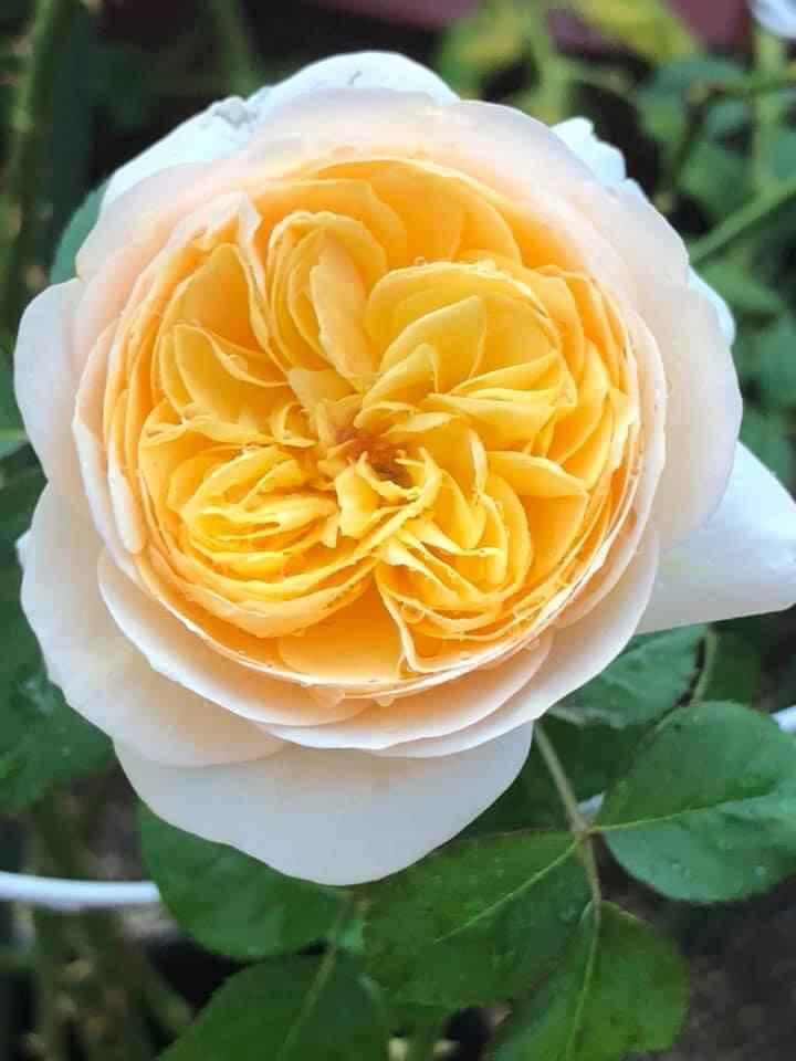 Hoa hồng ngoại nb Juliet Rose size trung