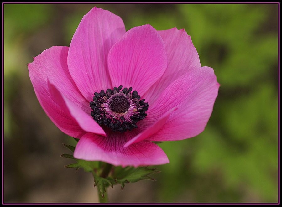 Củ Hoa Anemone hoa màu hồng-Thu mẫu đơn- 1 củ 