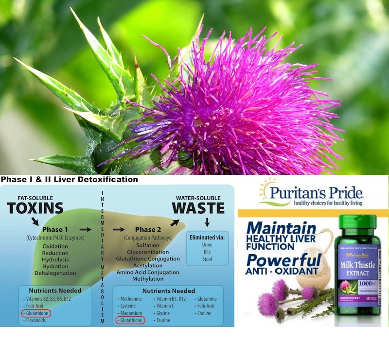 Viên uống bổ gan, giải độc gan, tăng cường chức năng gan (hsd: 05/2024) Puritan's Pride Milk Thistle Extract 1000mg 90 viên