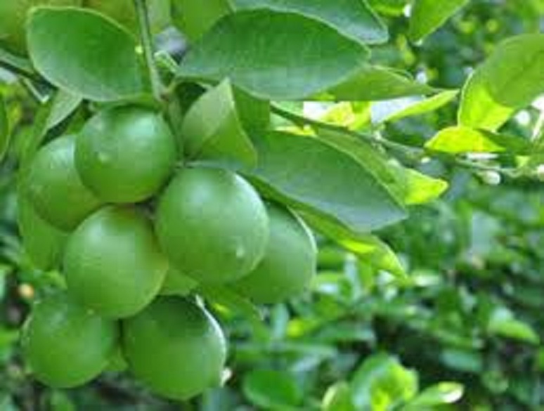 Cây CHANH KHÔNG HẠT giống ghép, quả chùm siêu năng suất, cam kết giống chuẩn