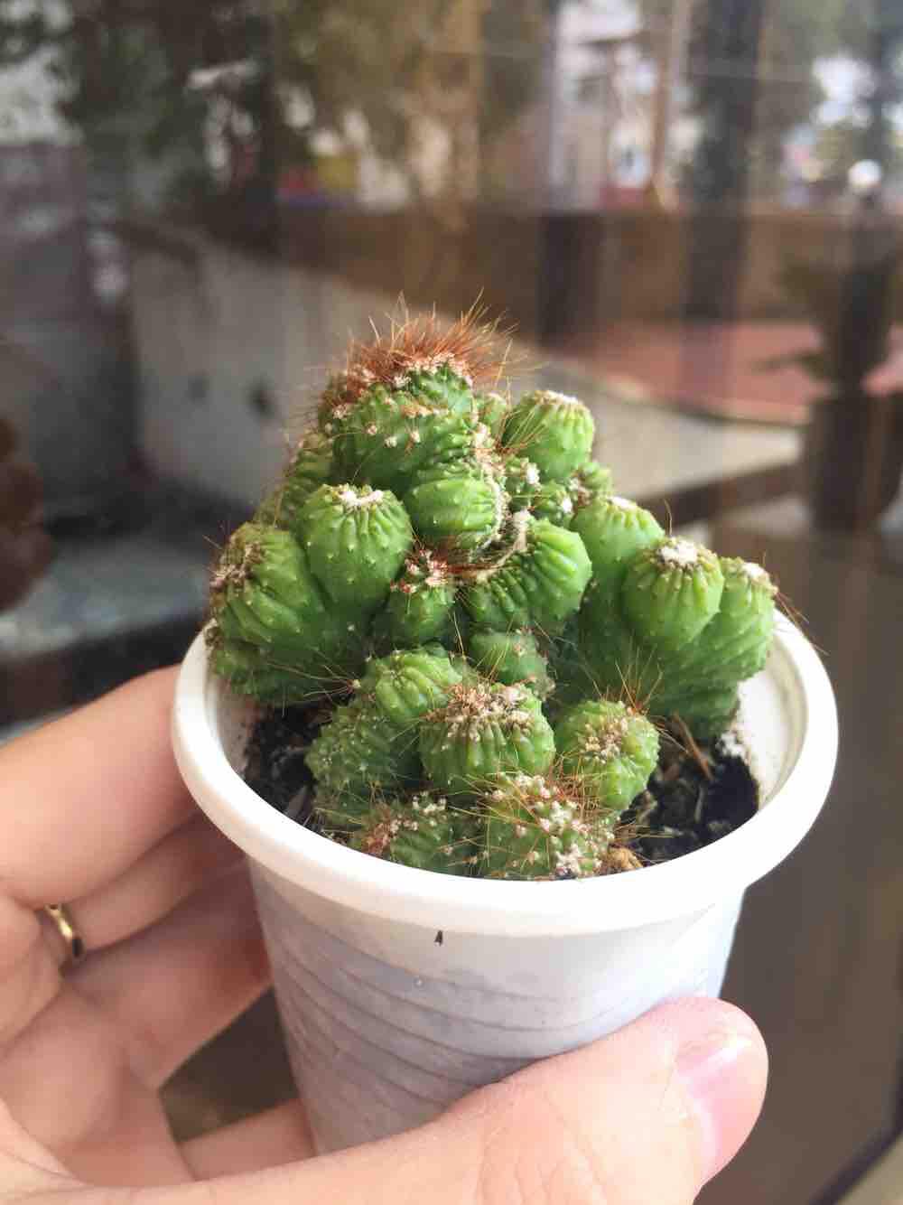 Xương rồng óc khỉ