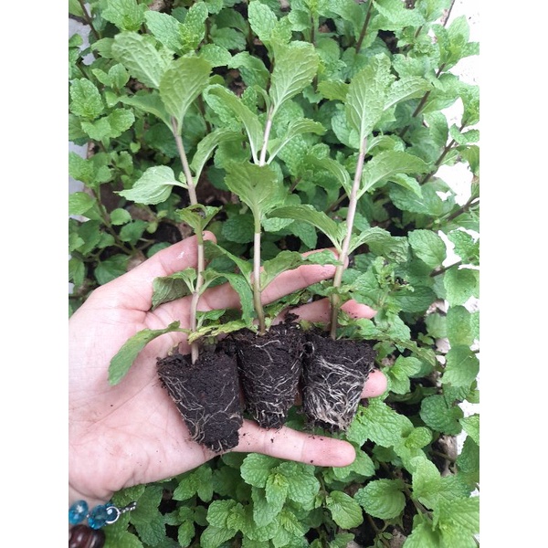 Combo 10 Cây giống rau gia vị húng lủi ươm vỉ như hình tp Hcm