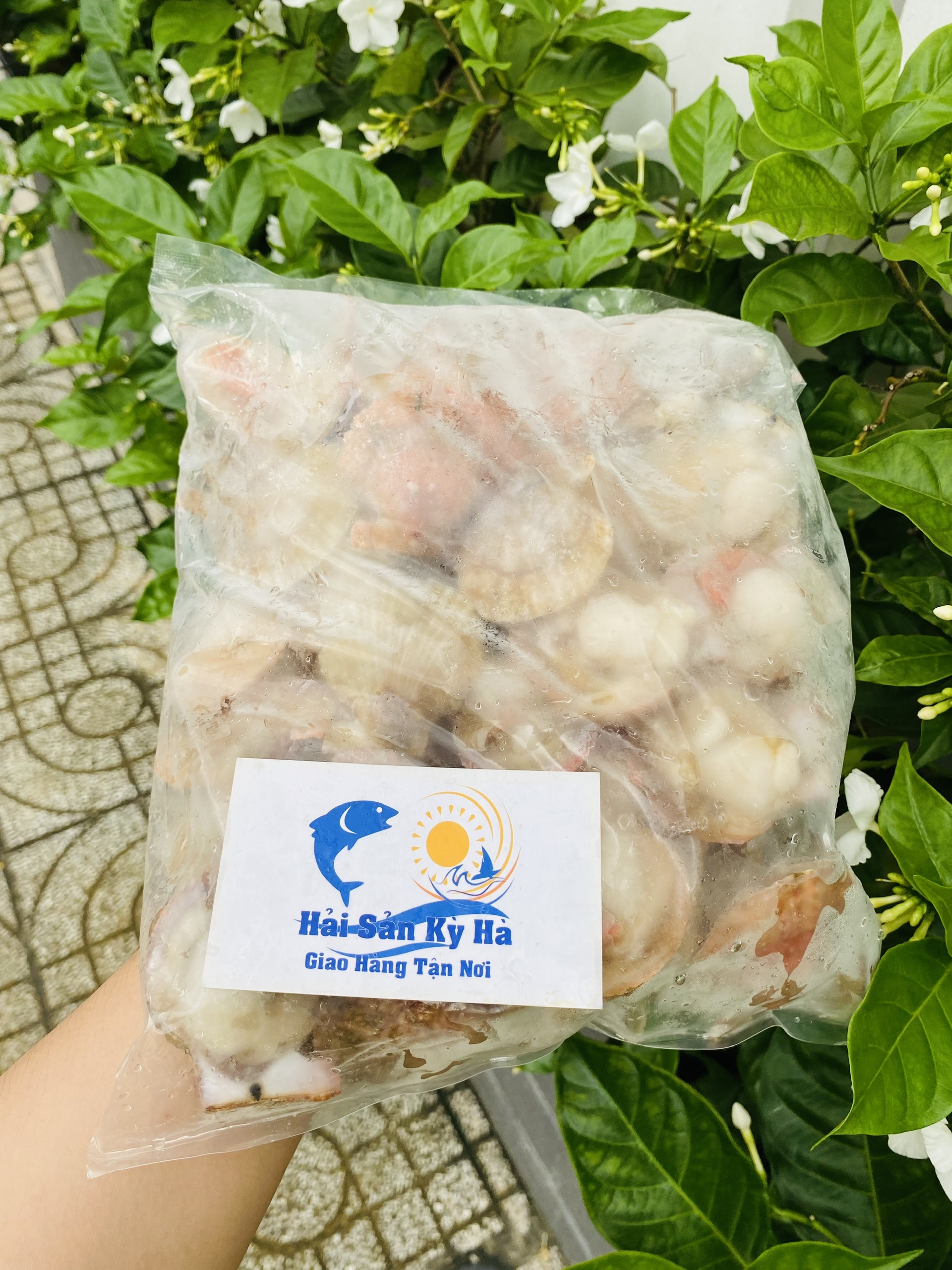 Giá sỉ 1kg điệp 1 mảnh 40-45 con/1kg