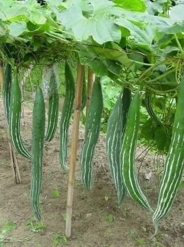 Gói 10 hạt giống mướp nhật