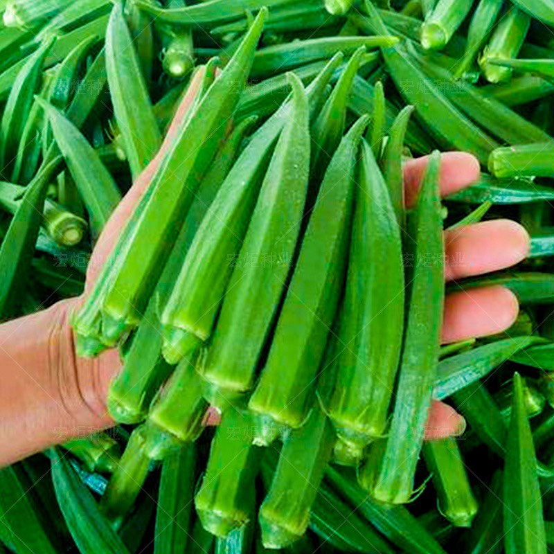 Hạt giống đậu bắp xanh và đỏ + tặng phân bón