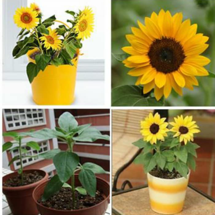 20 Hạt Giống Hoa Hướng Dương Vàng Lùn Trồng Chơi Tết