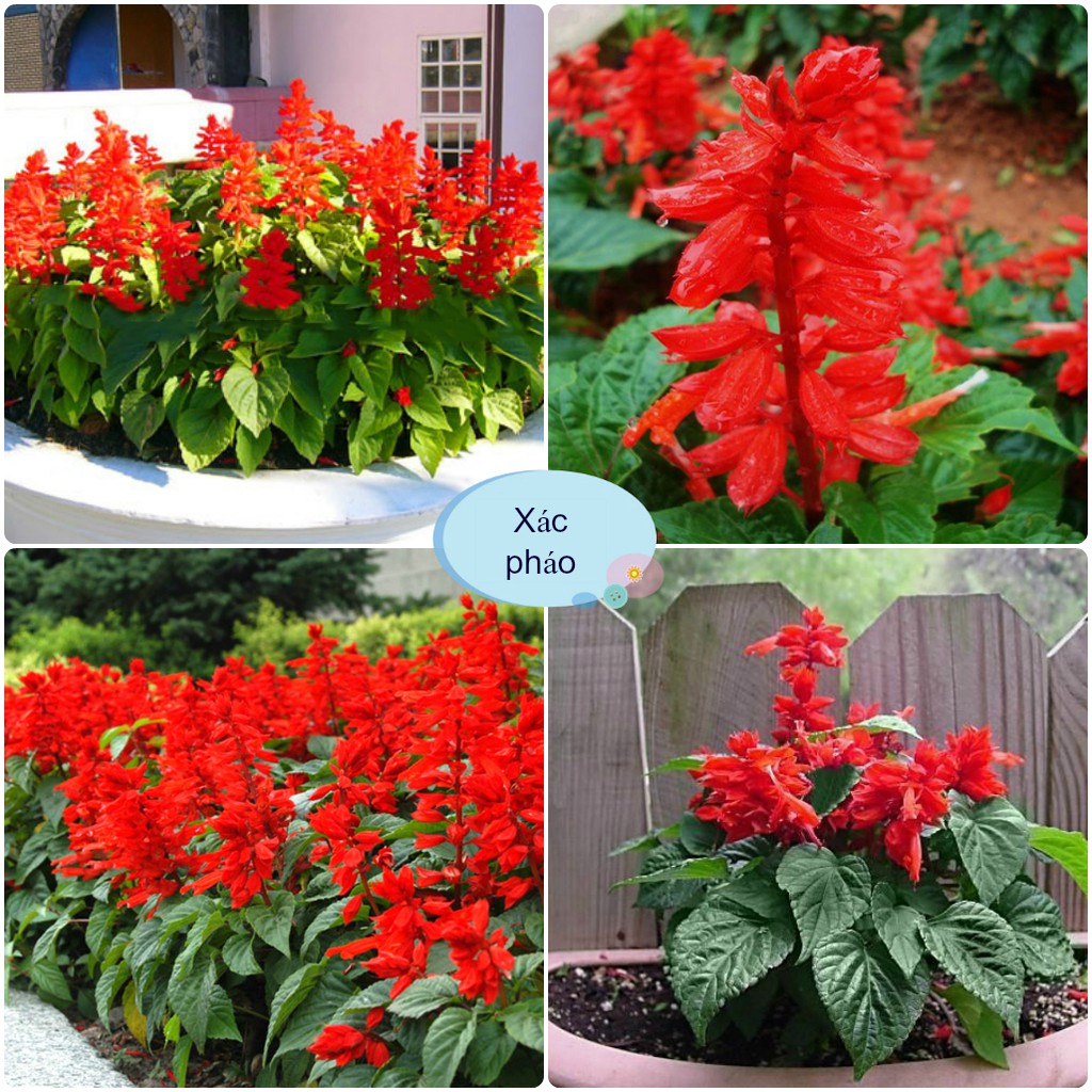 Hạt giống hoa xác pháo lùn đỏ -gói 100 hạt