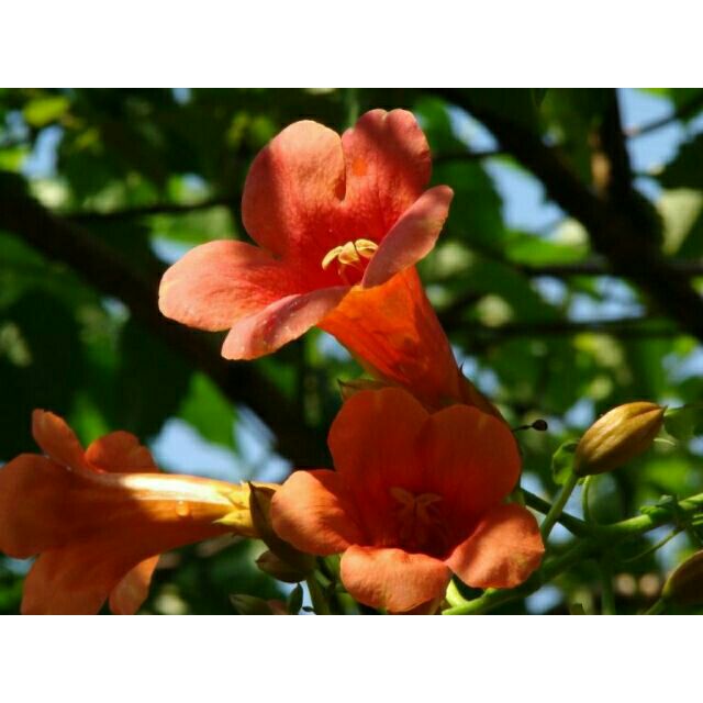 Hoa Đăng Tiêu Leo Giàn