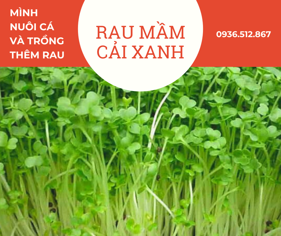 Hạt Giống Rau Mầm Cải Xanh - Tươi - Thơm Ngon (50G)