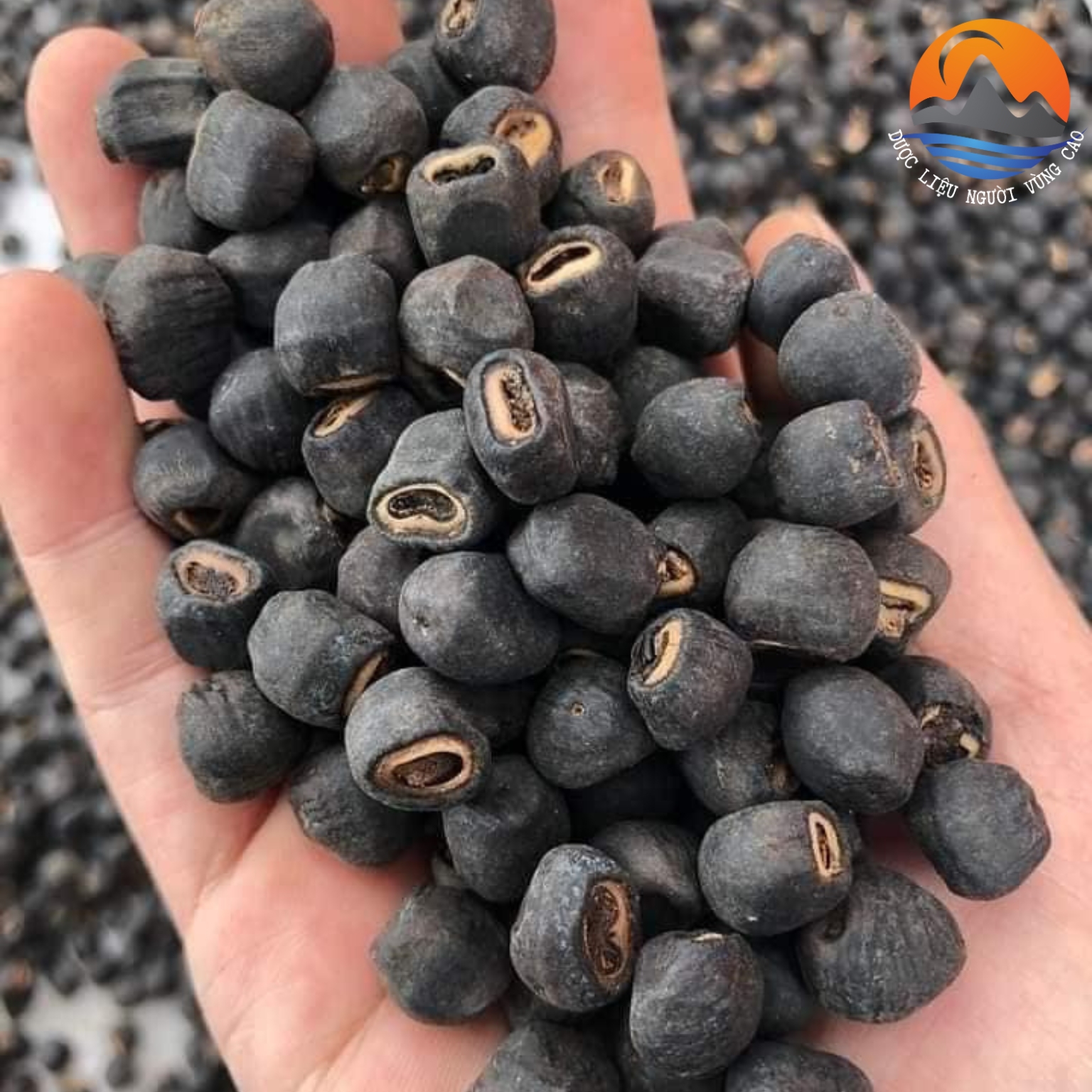 Hạt Chuối hột rừng Cô Đơn loại 1 Thượng hạng , đánh bay sỏi thận, tốt cho tiểu đường
