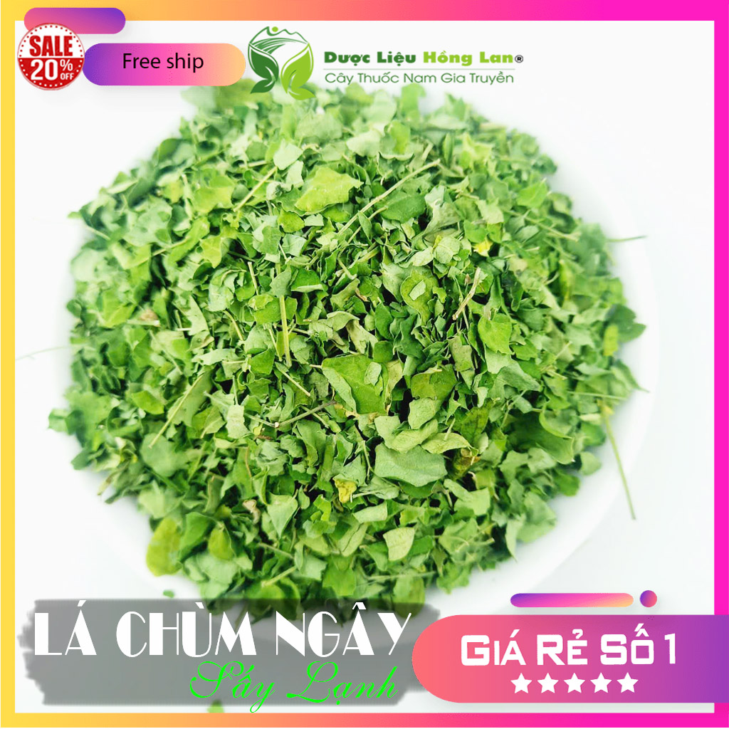 1kg Lá Chùm Ngây Sấy Lạnh loại 1 Hàng mới, sanh, thơm, sạch [Ổn Định Đường Huyết, Hạ Huyết Áp,...] - Dược Liệu Hồng Lan