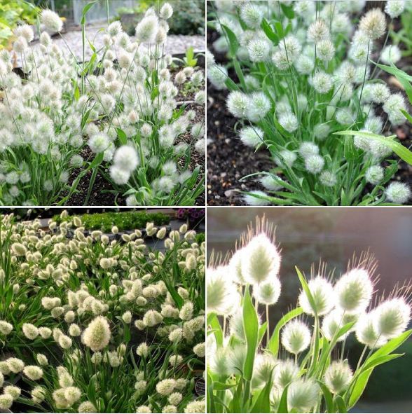 Rabbit Tail Grass Seeds