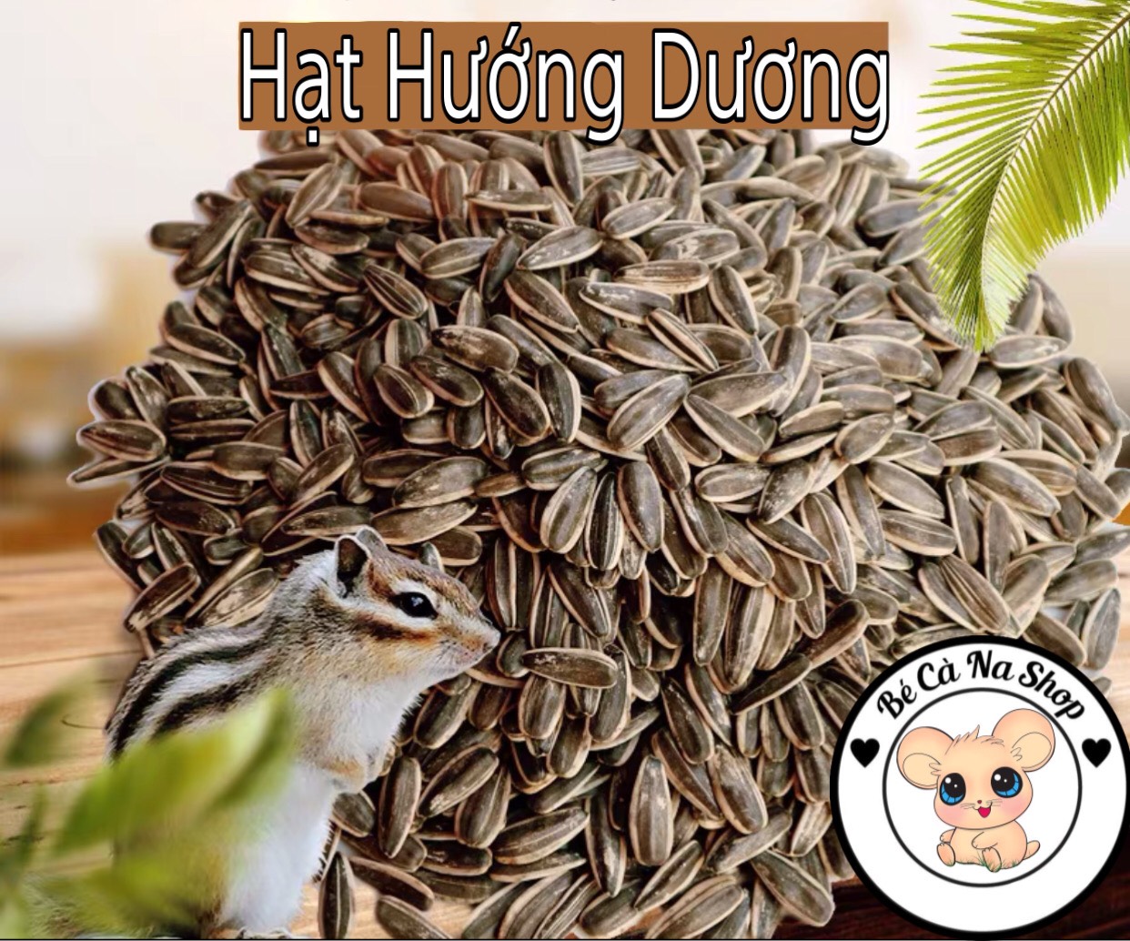Hạt hướng dương lớn (bé cà na) thức ăn hạt giúp mài răng, gỉm stress cho hamster , thỏ bọ sóc...
