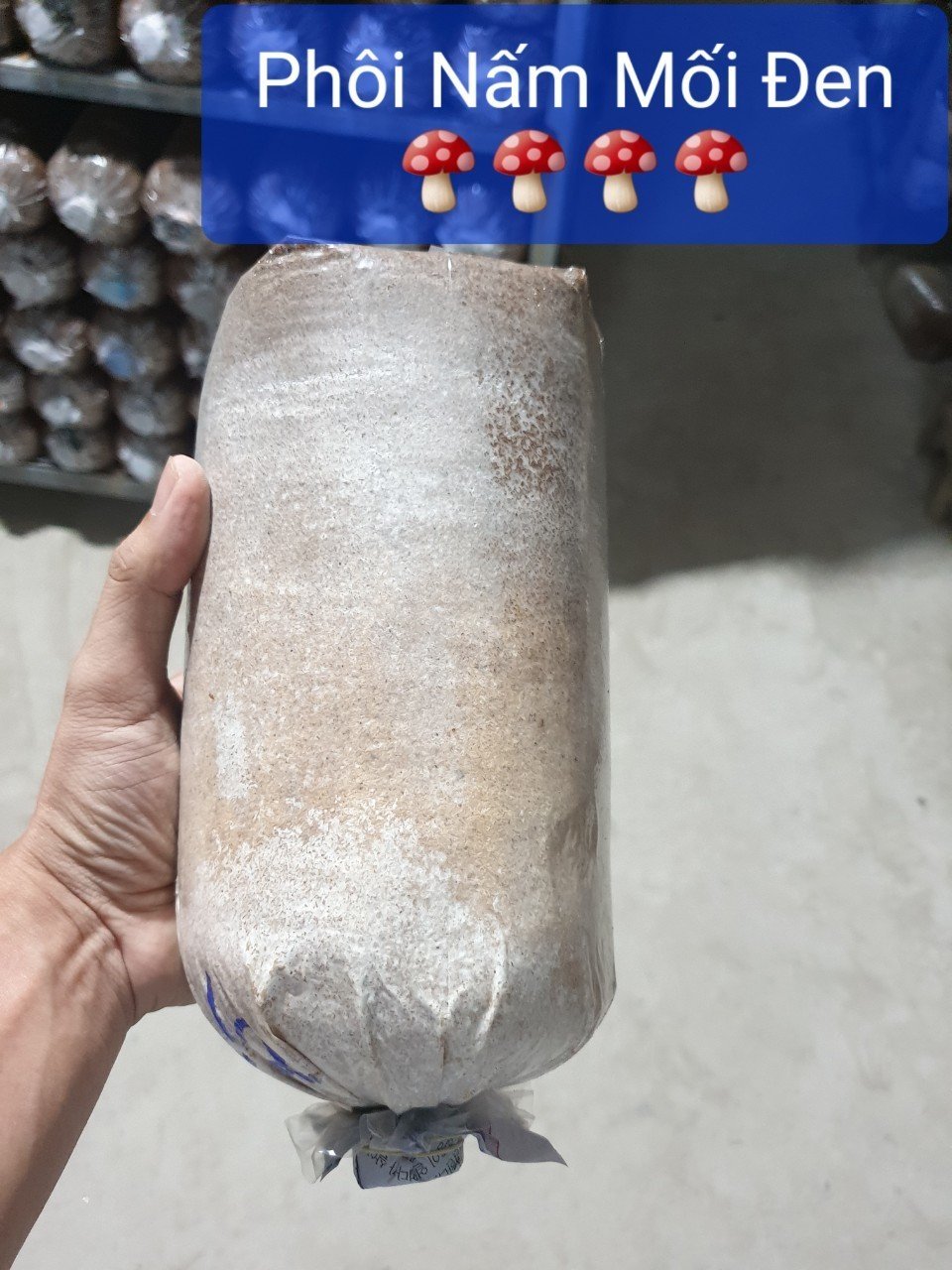 Phôi nấm mối đen có mụn dừa đủ trồng