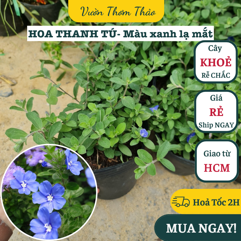 Chậu giống hoa thanh tú ,, cây giống hoa khoẻ trồng chậu nhựa, thuần khí hậu hoa quanh năm, vườn thơm thảo