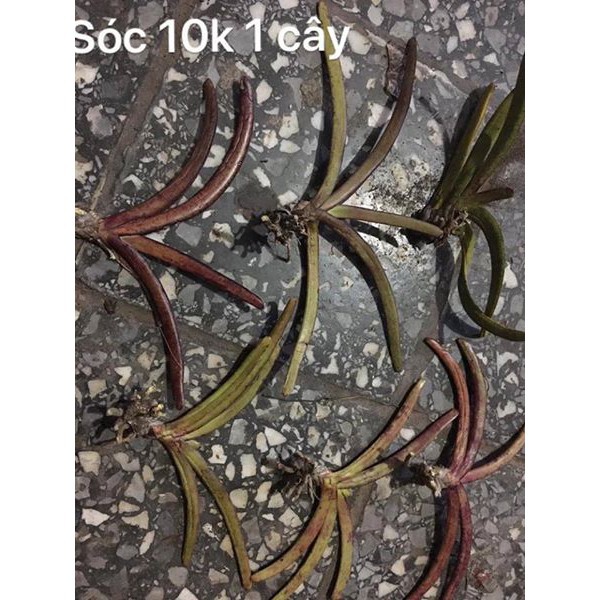 1 bó LAN ĐUÔI SÓC TÍM RỪNG LÀO- lan rừng