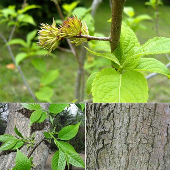 cây đỗ trọng khô 1kg