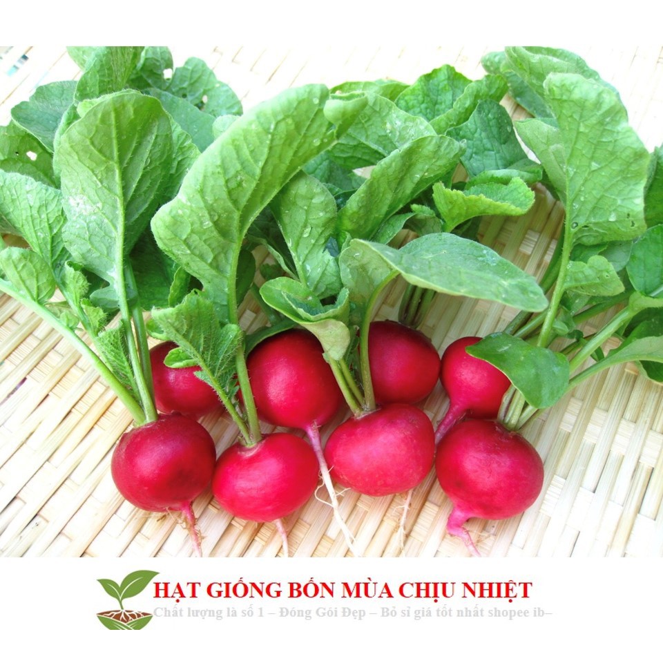 MJ32C GÓI 30 hạt CỦ CẢI ĐỎ MINI