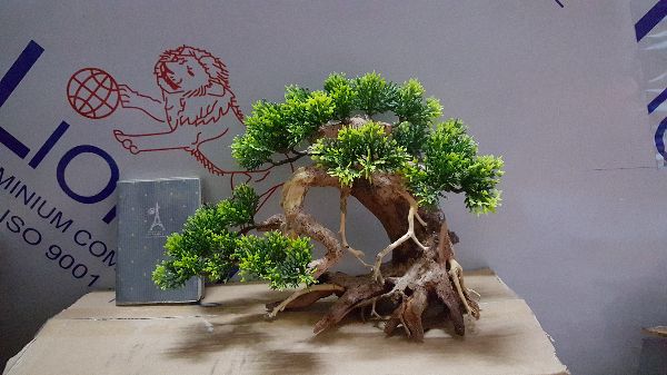 Lũa Bonsai- ngan25cm,cao 20cm