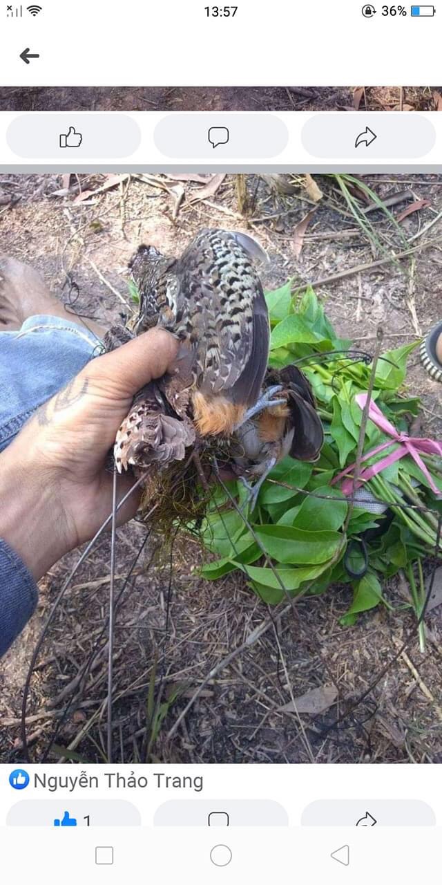 10 cung cút được làm bằng thép ac chống rỉ lưới đã nhuộm đen tàng hình lưới cước thái lan sợi dai và bền màu đã làm sẵn về chỉ việc giăng bẫy