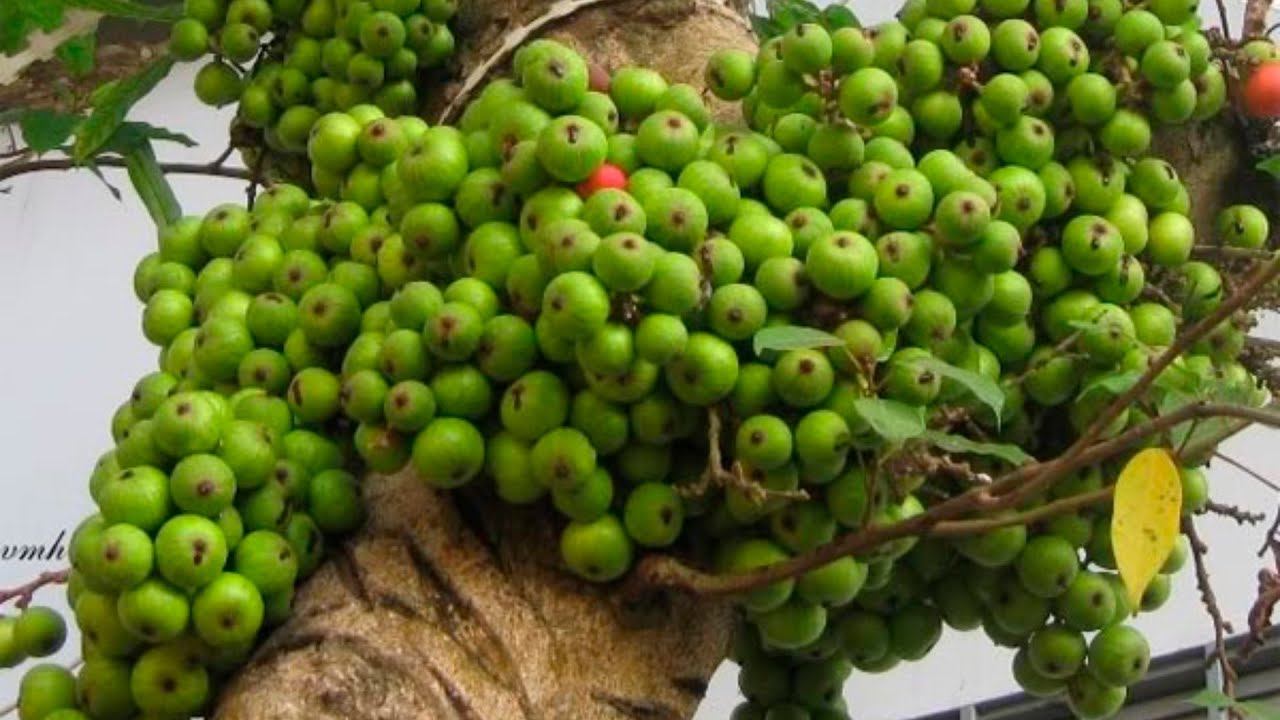 Quả sung phơi khô 1 ký