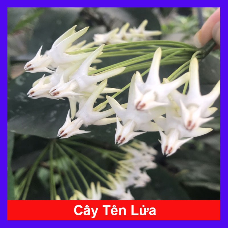 Cây Tên Lửa - cây cảnh mini - cây cảnh để bàn + Tặng phân bón cho cây mau lớn - caykiengsadec