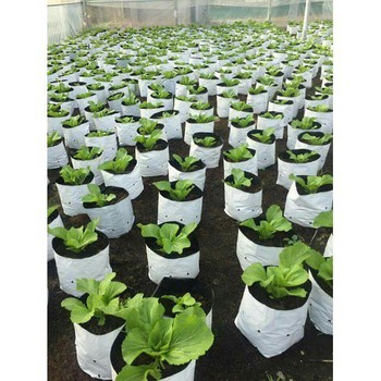 Túi PE trồng cây Kích thước 18x36cm set 10 cái chuyên dùng trồng dưa lưới cà chua