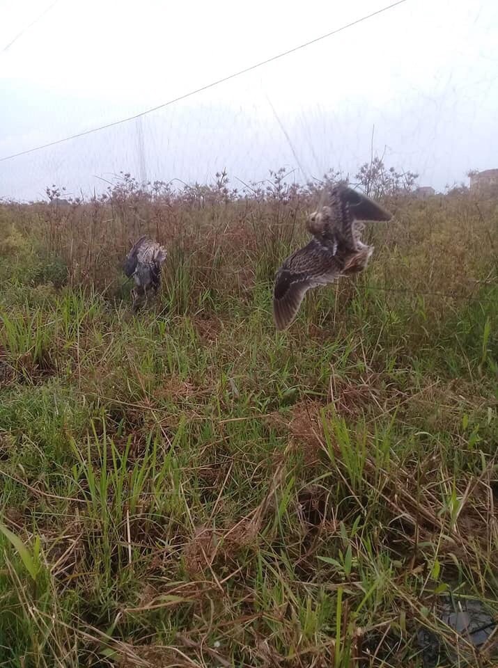 20m lưới bẫy chim tàng hình mắt 7p cao 5.2m 5 dây 4 túi bẫy tất cả các loại chim như: chào mào , cu tiểu , cu gáy , cu ngói ,hoành hoạch ,rẽ gjun ,rẽ que..... lưới cước thái Lan màu đen tàng hình sợi 15