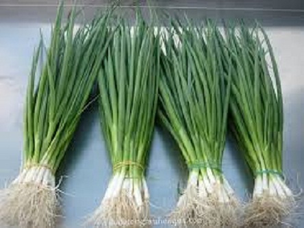 hạt giống hành lá