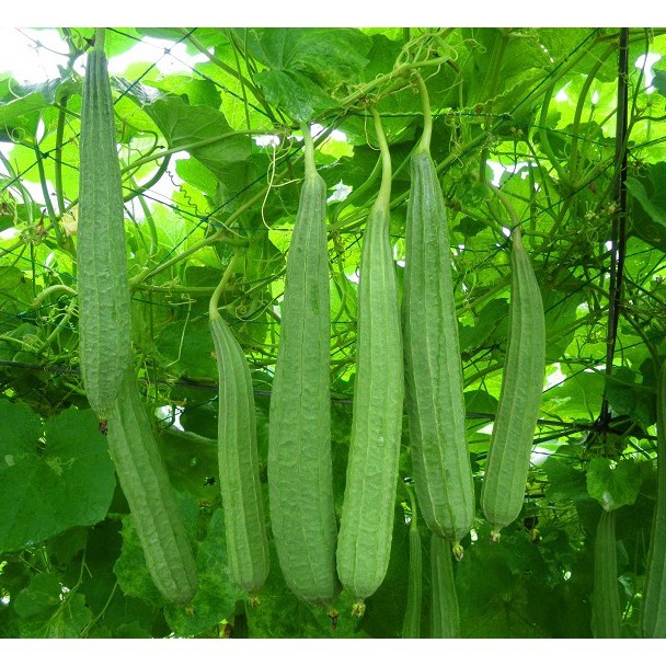 Hạt giống mướp khía 5 hạt/ gói