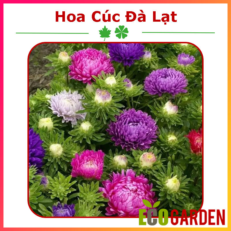 Hạt giống hoa cúc đà lạt nhiều màu mix