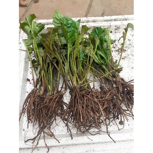 Combo 3 cây giống hoa đồng tiền cổ cánh kép