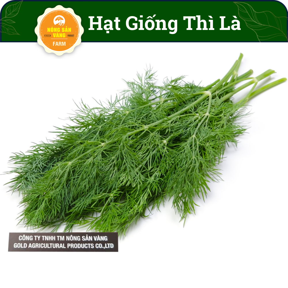 Hạt Giống Thì Là Tỉ Lệ Nảy Mầm Cao, Sinh Trưởng Và Phát Triển Khỏe, Năng Suất Cao (Gói 5 gram) - Nông Sản Vàng