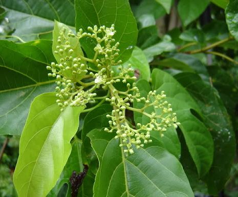 "gói 20 "hạt giống lá cách vọng cách