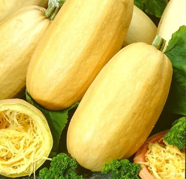 Hạt giống Bí Sợi Mì Ý Spaghetti